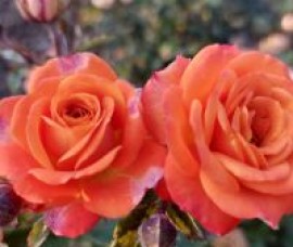 Trandafir floribund PortocAna C4